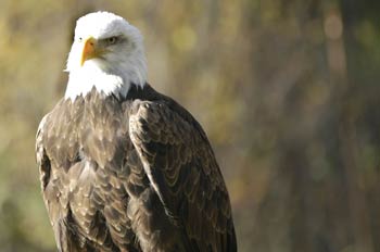Aguila calva americana