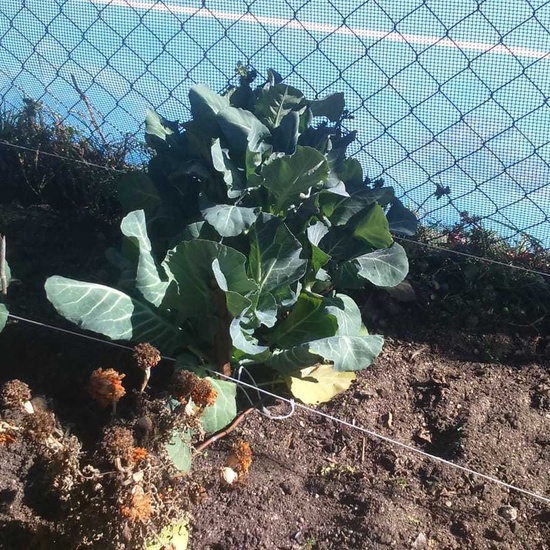 NUEVOS FRUTOS DEL HUERTO ESCOLAR 6