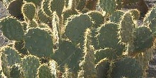 Opuntia undulata