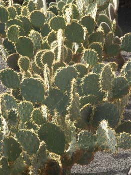 Opuntia undulata