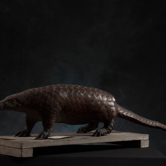 IES_SANISIDRO_MUSEO_Zoolgía_086