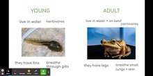 AMPHIBIANS. Video