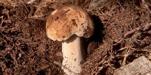 Boleto (Boletus edulis)