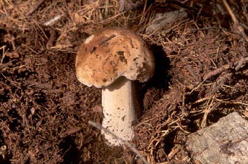 Boleto (Boletus edulis)