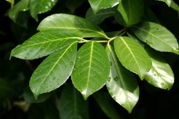 Lauroceraso - Hoja (Prunus laurocerasus)