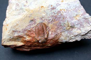 Bollandria trivignoni (Trilobites) Carbonífero