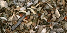 Alcornoque - Suelo (Quercus suber)