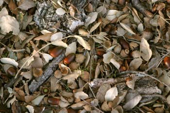 Alcornoque - Suelo (Quercus suber)