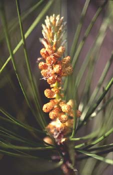 Pino silvestre - flor (Pinus sylvestris)