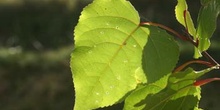 álamo negro - Hojas (Populus nigra)