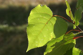 álamo negro - Hojas (Populus nigra)