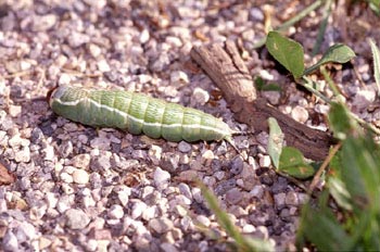 Harpía - Oruga (Cerura vinula)