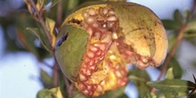 Granado - Fruto (Punica granatum)