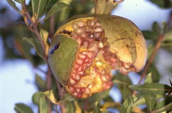 Granado - Fruto (Punica granatum)