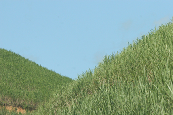 Plantación de caña de azúcar, Pernambuco, Brasil