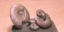 Paracadoceras sp. (Molusco-Ammonites) Jurásico