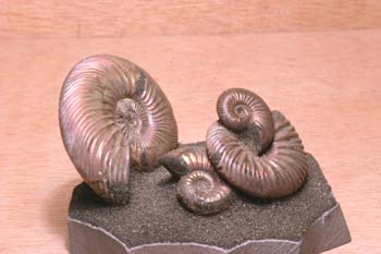 Paracadoceras sp. (Molusco-Ammonites) Jurásico