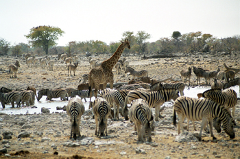 Reunión de animales en charca de agua, Namibia