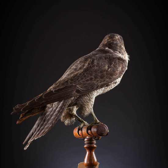 IES_SANISIDRO_MUSEO_Aves_059