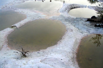Poza de las Salinas en Puerto Villamil en la Isla Isabela, Ecuad