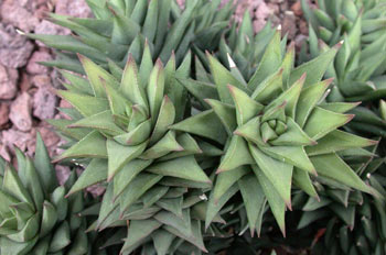 Haworthia glabrata