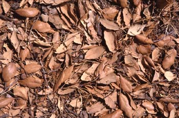 Alcornoque - Suelo (Quercus suber)