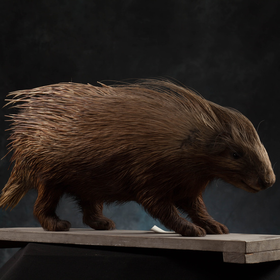 IES_SANISIDRO_MUSEO_Zoolgía_094