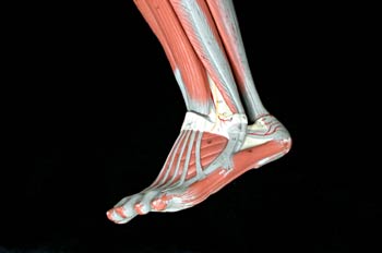 Músculos del  pie