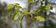 Carvallo - Hoja (Quercus robur)