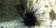 Erizo de mar