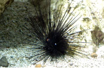 Erizo de mar