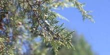 Sabina albar (Juniperus thurifera)