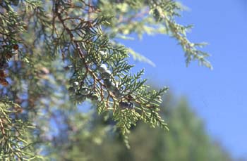 Sabina albar (Juniperus thurifera)