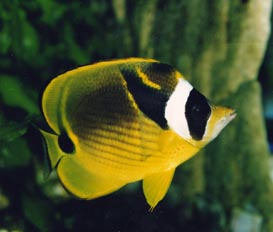 Pez angel (Chaetodon lunula)