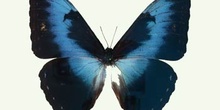 Morpho cisseis (Brasil)