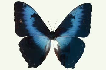 Morpho cisseis (Brasil)