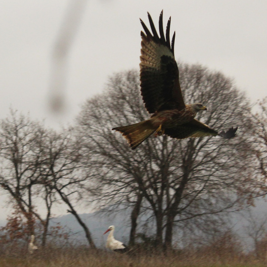 El vuelo del milano real 8