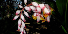 Flor silvestre en la selva, Queensland, Australia