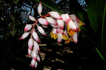 Flor silvestre en la selva, Queensland, Australia