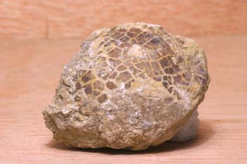 Braquiópodo (Braquiópodo) Jurásico