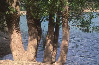 Chopo de Canadá - Tronco (Populus x canadensis)