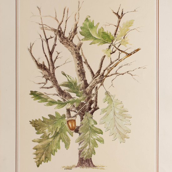 IES_CARDENALCISNEROS_BOTÁNICA_II_LÁMINAS_110