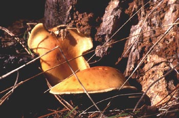 Pholiota penetrans