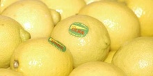 Limones