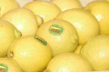 Limones