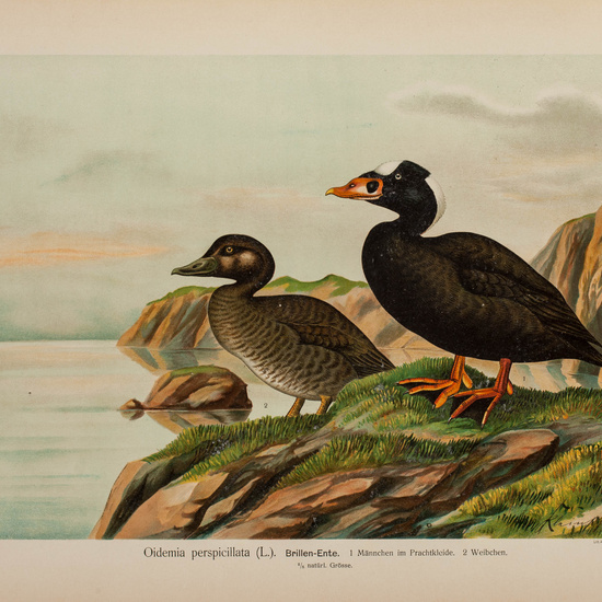 IES_CARDENALCISNEROS_AVES_LAMINAS_090