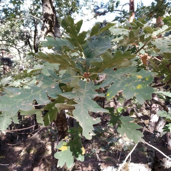 Ruta por el bosque de Mojonovalle 2