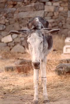 Burro (Equus asinus)