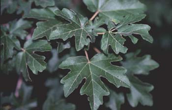 Arce campestre - Hoja (Acer campestris)