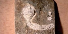 Abatocrinus subaequalis (Crinoideo) Carbonífero